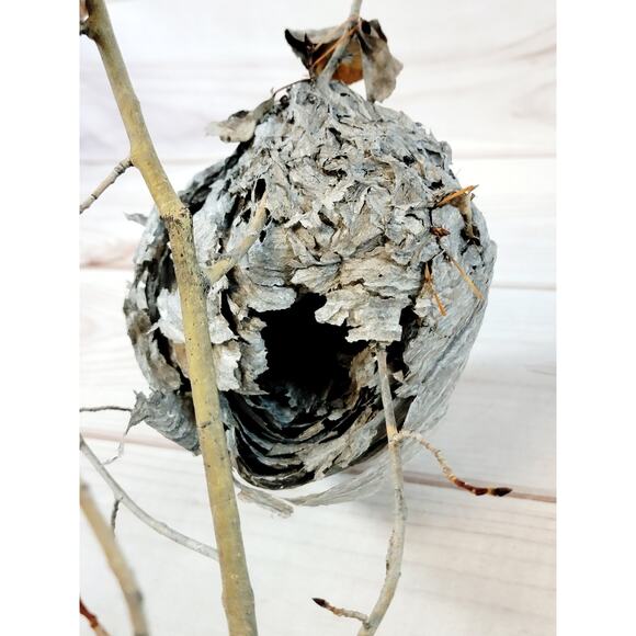 Large Real Hornet's Nest Hive Paper Wasp Bee Decor From Utah Mountains 10" x 6" - Picture 10 of 11